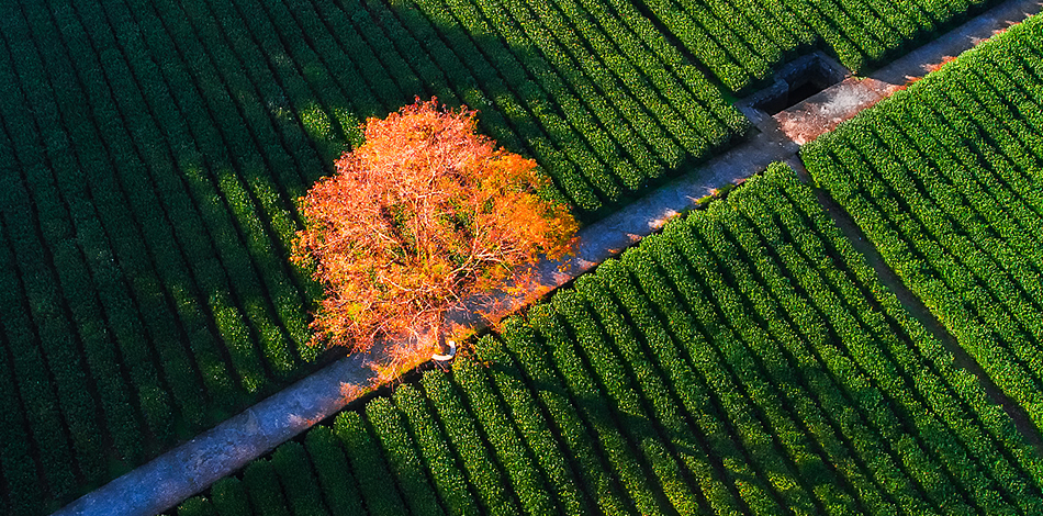 Bamboo-Lined Path at Yunqi