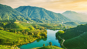 Longwu Tea Garden